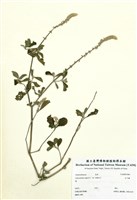 藏品(土牛膝)的圖片